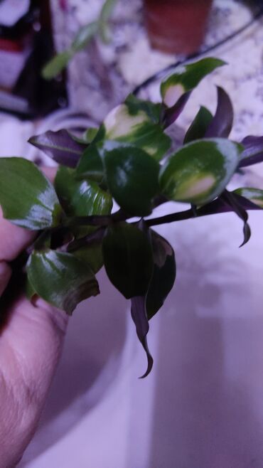 Хлорофитумы: Хлорофитумы. распродажа Хлорофитум - можно по праву назвать — 10