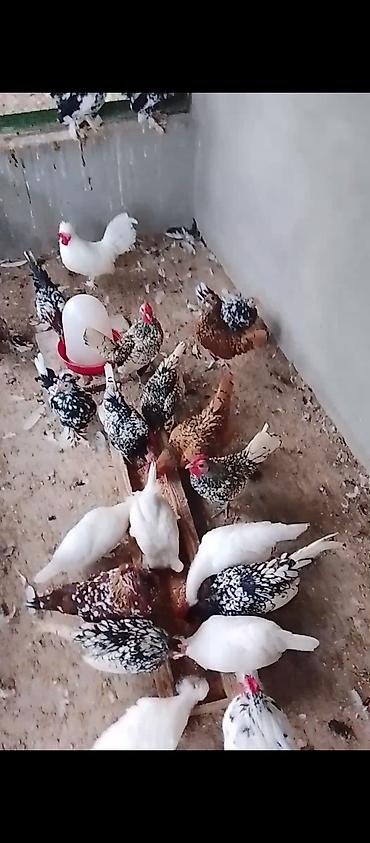 afçarka satılır: Toyuq, Damazlıq, Ünvandan götürmə — 1