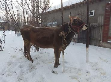 Коровы, быки: Продаю | Тёлка | Швицкая | Для молока | Стельные — 3