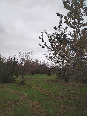 Torpaq sahələrinin satışı: Kənd təsərrüfatı — 9