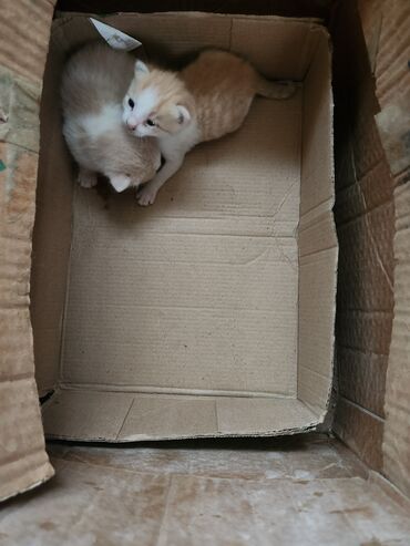 Pişiklər: Dişi, Erkək, Yaxşı əllərə, Ünvandan götürmə, Pulsuz çatdırılma — 10