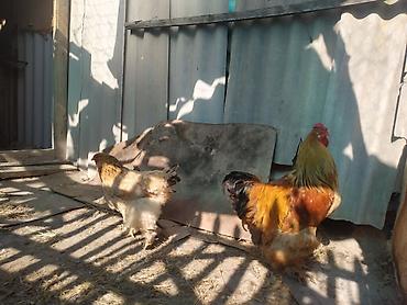 котята простые: Продаю | Куры | Брама | Для разведения — 6