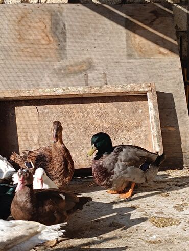 Ördəklər: 2 eded 6 ayliq yaxshi beslenmish ruan ordek(erkek dishi)cutu 125azn 5 -da lalafo.az — 4 Ördəklər: 2 eded 6 ayliq yaxshi beslenmish ruan ordek(erkek dishi)cutu 125azn 5 — 4