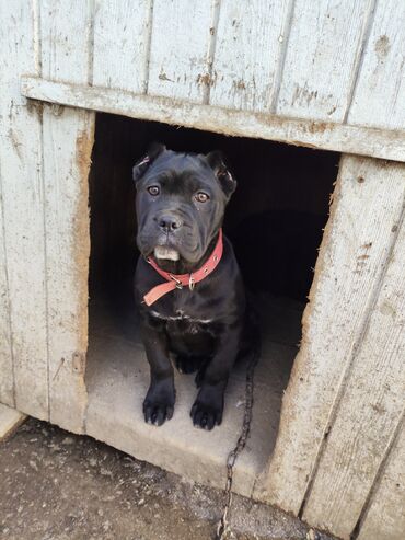 İtlər: Kane-Korso, 3 ay, Sənədli, Ödənişli çatdırılma, Ünvandan götürmə, Rayonlara çatdırılma — 5