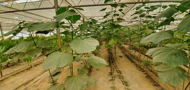 Bağ evlərinin satışı: Bakı, Türkan qəs., 1500 kv. m, 7 otaqlı, Hovuzlu, Qaz, İşıq, Su — 17