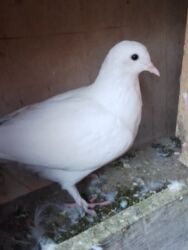 купить котенка в баку: Göyərçinlər satılır bala demək olar çünki 1 ay 20 günlükdürdər tam