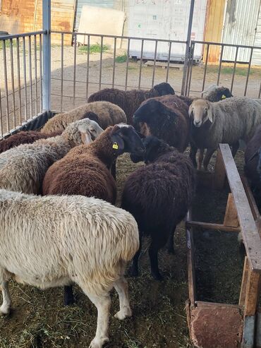 Бараны, овцы: Продаю | Овца (самка), Ягненок, Баран (самец) | Полукровка | На забой | Кастрированные, Осеменитель