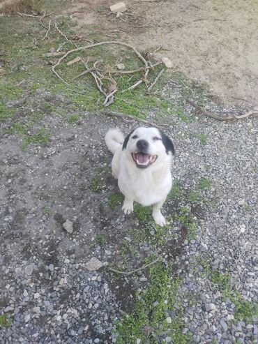 İtlər: Zvonok, 11 ay, Erkek, Peyvəndli -da lalafo.az — 5 İtlər: Zvonok, 11 ay, Erkek, Peyvəndli — 5