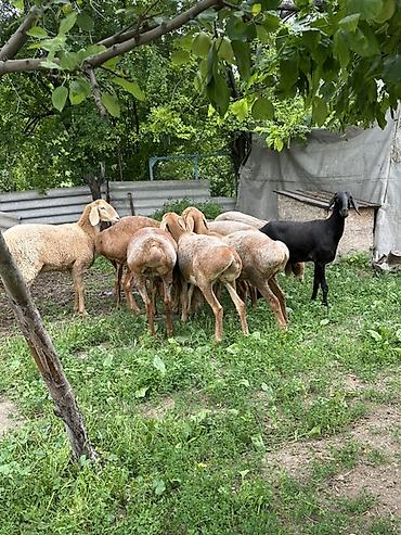 кошка в ош: Продаю | Овца (самка), Ягненок | Арашан | Для разведения | Матка, Ярка — 7