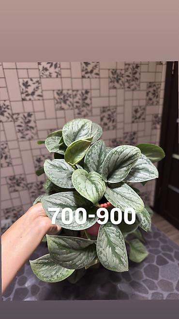 Другие комнатные растения: Комнатные цветы, цены написаны на фото — 10