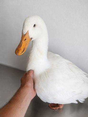 карликовой кури: 🦆 РАСПРОДАЖА ЖИВЫХ УТОК ПОРОДЫ АГИДЕЛЬ! 🦆 💥 Акционная цена — всего — 2