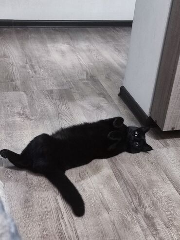 восточная ориентальная кошка: Отдам в хорошие руки🐈‍⬛ Ласковая домашняя кошка с гладкой