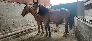 Лошади, кони: Продаю | Кобыла (самка) | Рабочий — 7