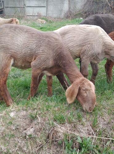 овцы дулан: Арашан козу внучка гиганта 5 месятса