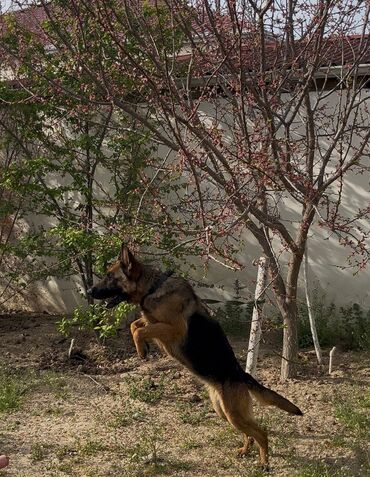 afcarka k9: Alman çoban iti, 1 il, Dişi, Ünvandan götürmə