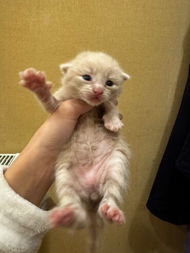 Pişiklər: Erkək, Dişi, Yaxşı əllərə, Ünvandan götürmə, Pulsuz çatdırılma — 11