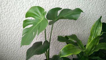 Ostale kućne biljke: Filadendron, Velika Biljka, krupan list