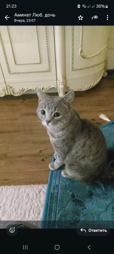 кошки мальчик: Эркек, 3 жаш, Эмделген, Аргын, Боз