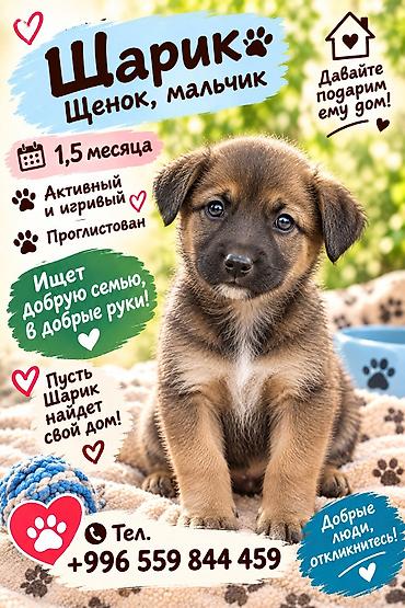 Продажа собак: 6 месяцев, Самка — 1