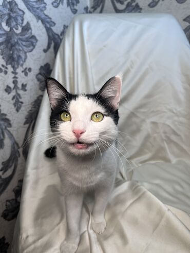 Продажа кошек: Беспородная, 9 месяцев, Мальчик, Биколор, Приучена к лотку, Проглистована, С документами — 4