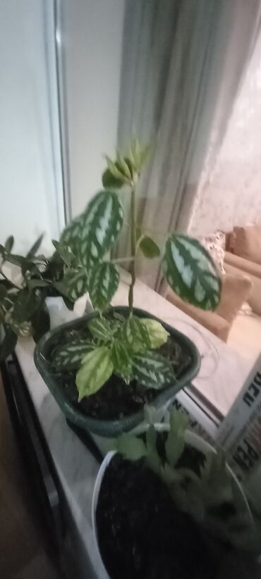 Otaq bitkiləri: 6-30 aznə qiymətlər mövcuddur — 5