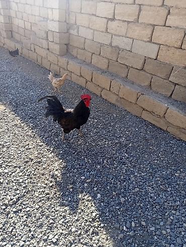 bakida cins ineklerin satisi: Salam Avusduroluq Xoruzu satılır tam sağlamdır heç bir xəsdəliyi — 1