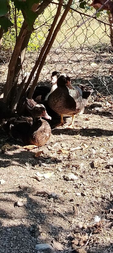 Ördəklər: . Təmiz kənd heyvanıdı. İki sortda. Qaz. satılır, yerli və Rusiyyət — 6