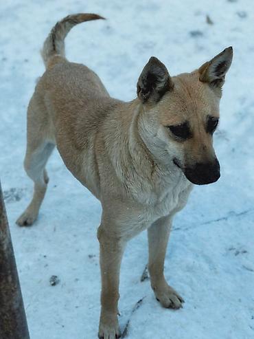 Отдам даром собаку: ПРИЮТ У НАС Собачки на любой вкус это приют все собачки привитые — 12