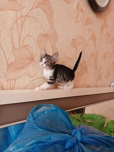 pisi: Tabbi — 1