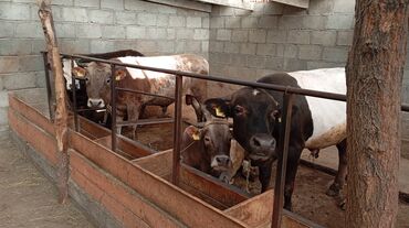коровы молочный: Сатам | Бука (эркек) | Бордоп семиртүү үчүн, Союуга | Байланган