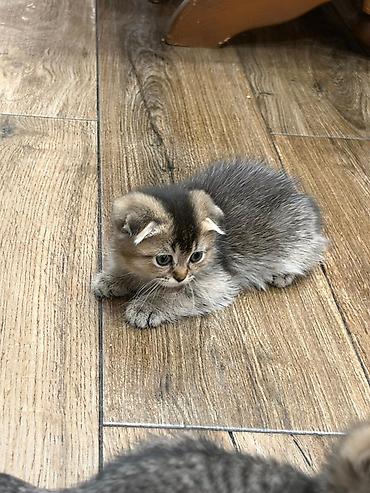котята: Породистые котята, домашнее разведение. Родились 22 августа ( 2 мес) — 8