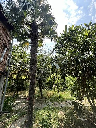 isiq generator satilir: Trachycarpus fortunei (Himalay fan xurması) – həyət, bağ və landşaft — 3