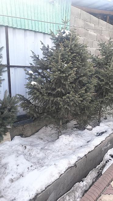 Ель: Ели/сосны для озеленения участка. Описание: - Живые хвойные деревья — 7