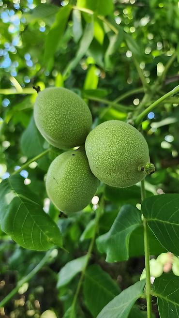 Продажа коттеджей и домов: Продам Дом, в Сокулуке, для семьи с детьми, на тихой, безопасной — 9