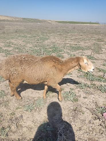 Баран, овца: Продаю | Овца (самка) | Арашан — 8