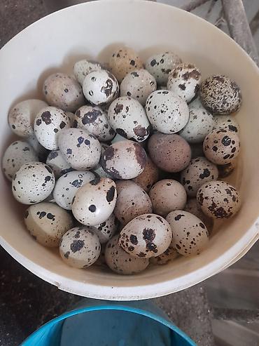 gul satisi toptan: Bildirçin yumurtaları - Təbii, xırda ölçülü, xallı qabıqlı bildirçin — 1