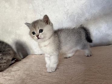 котик шотландский: Шотландские котята, серебристые окрасы - Порода: шотландская (есть — 2