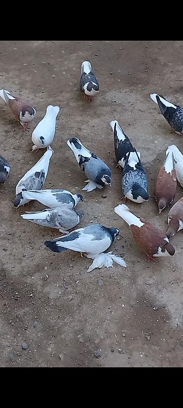 at satisi qiymetleri: 12 eded delfin 5 eded dekarativ cemi 17 eded cut cut 30 manat topasn — 8