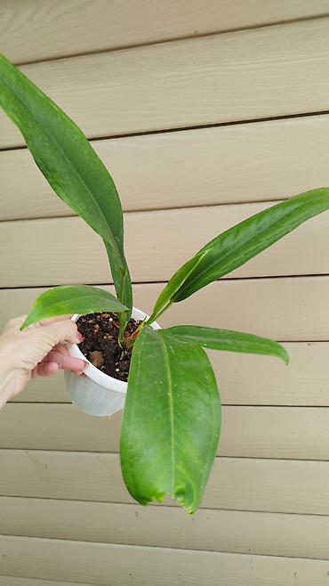 Филодендроны: Монстера Monstera 'Aurea Neon' / 'Lemon Lime'). Монстера Бульвазавр и — 13