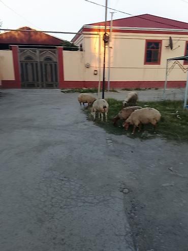 Рогатый скот: 6dene boğaz qoyun ünvan Masazır — 4