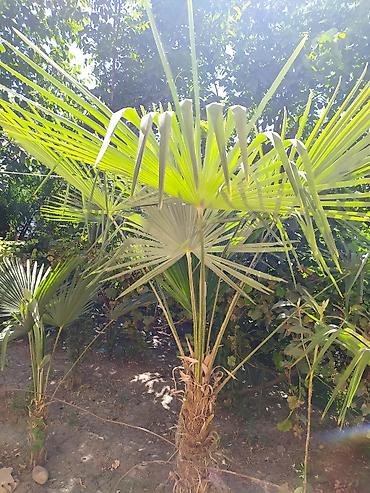 guldəfnə bitkisi: Trachycarpus fortunei (və ya “Külək xəmirəsi/Çin fan xurma”) – bağ — 2