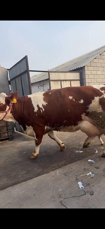 Inəklər, öküzlər: Simental tipli sağmal inək buzağı ilə birlikdə. Xüsusiyyətlər: - — 5