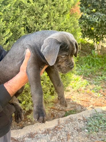 İtlər: Kane-Korso, 2 ay — 24