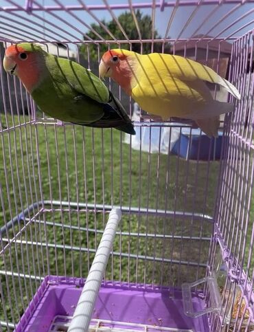 продажа птиц в баку: Nerazlucnik-Love bird.Sevgi quslari.Tam cute hazir Yuva qoysaz bala