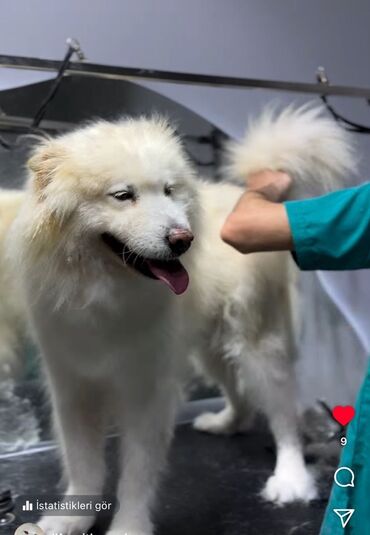 купить собаку в: Samoyed, 1 il, Dişi