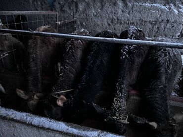 бельгийский бык: Продаю | Тёлка | На откорм, Для разведения, Для молока