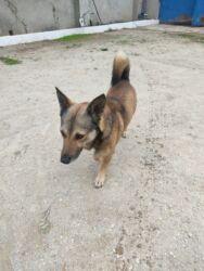 İtlər: Zvonok, 1 il, Erkek — 7