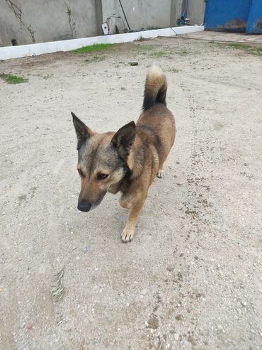 İtlər: Zvonok, 1 il, Erkek — 1