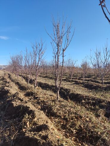 Спил деревьев, заготовка дров: Обрезка плодовых деревьев и кустарников яблок груш черешня абрикос — 11