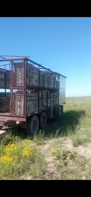 семена эспарцета в кыргызстане: Свежий горный мёд с эспарцета и василька